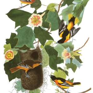 Baltimore Oriole and Tulip Poplar