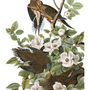 Mourning Dove (Carolina Pigeon)