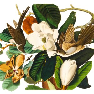 Black-billed Cuckoo and Magnolia