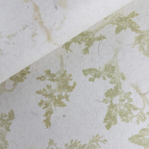 Cilantro on White Cotton