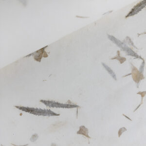 Marigold Petals and Leaves