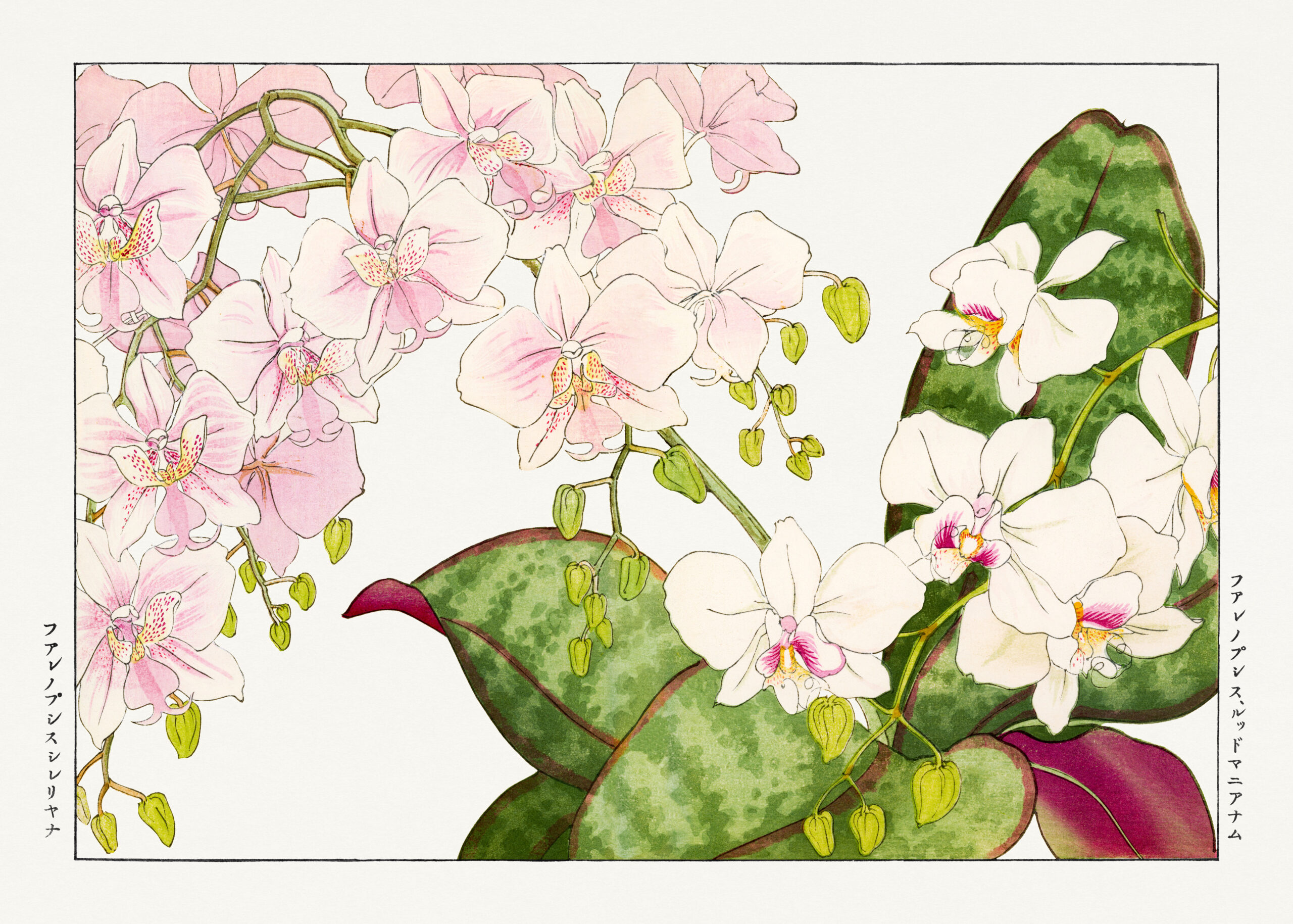 Orchids – Chestnut and Hemlock