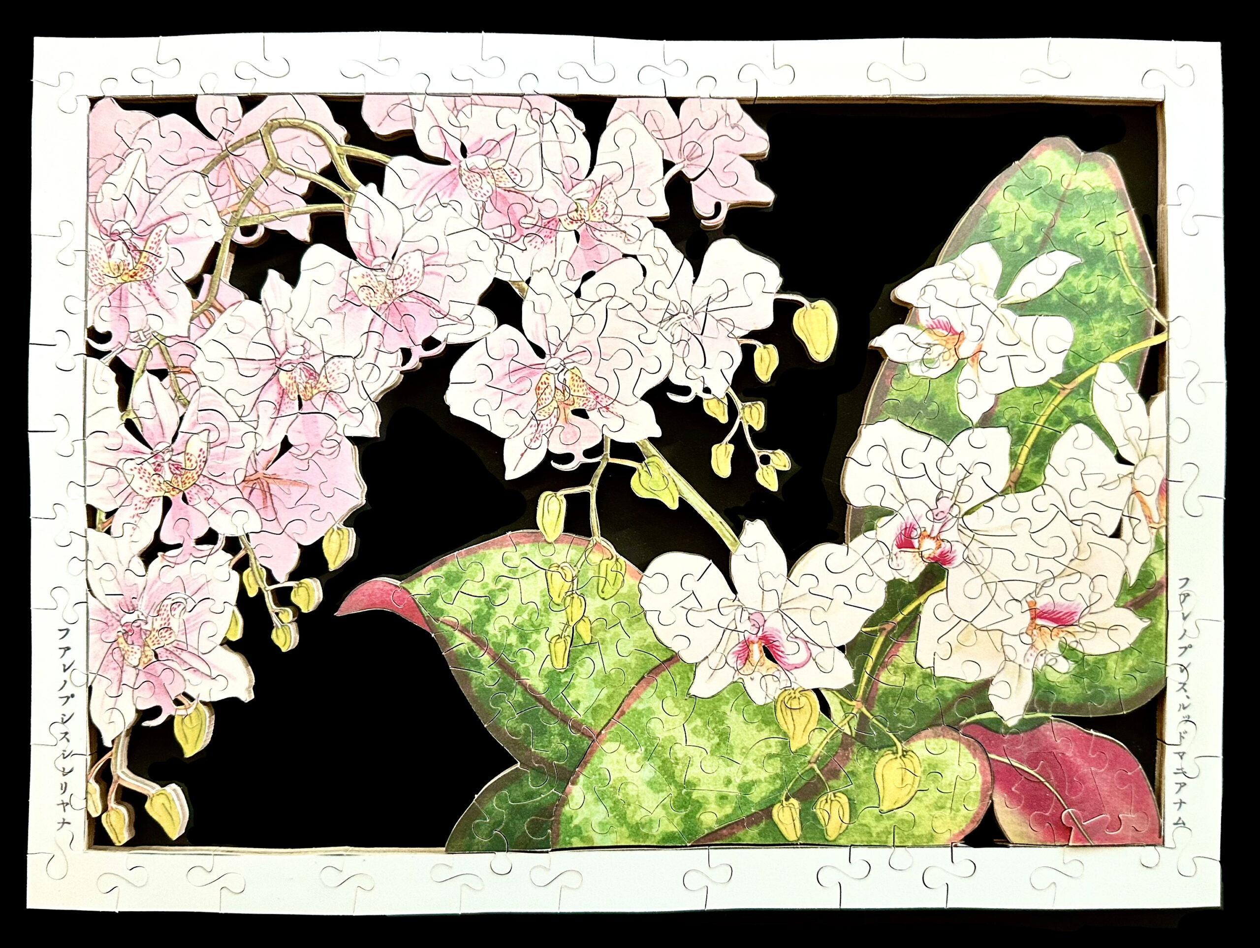 Orchids – Chestnut and Hemlock